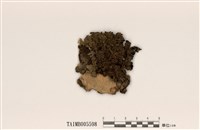 藏品(成長梅衣)的圖片